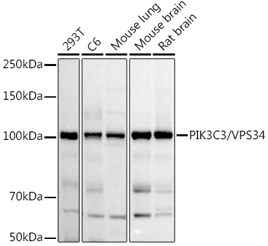 PIK3C3/VPS34 Polyclonal Antibody