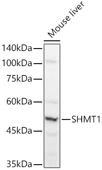 SHMT1 Polyclonal Antibody
