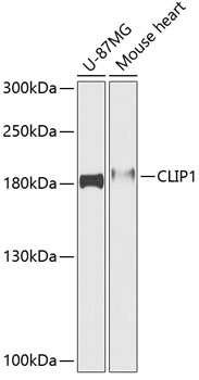 CLIP1 Polyclonal Antibody