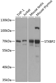 STXBP2 Polyclonal Antibody