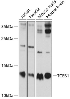 TCEB1 Polyclonal Antibody