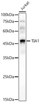 TIA1 Polyclonal Antibody