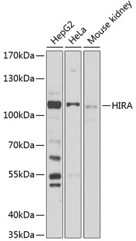 HIRA Polyclonal Antibody