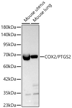 COX2/PTGS2 Polyclonal Antibody
