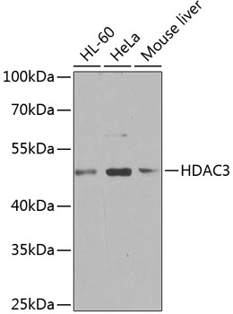 HDAC3 Polyclonal Antibody