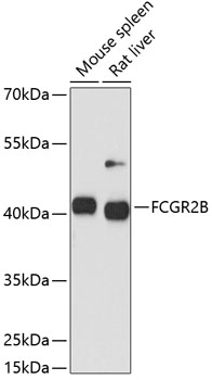 FCGR2B Polyclonal Antibody