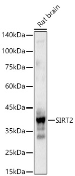SIRT2 Polyclonal Antibody