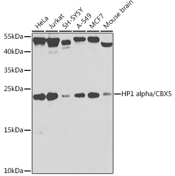 HP1 alpha/CBX5 Polyclonal Antibody