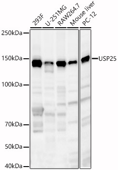USP25 Polyclonal Antibody