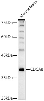 CDCA8 Polyclonal Antibody