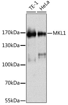 MKL1 Polyclonal Antibody