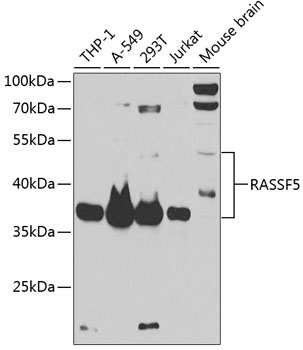 RASSF5 Polyclonal Antibody