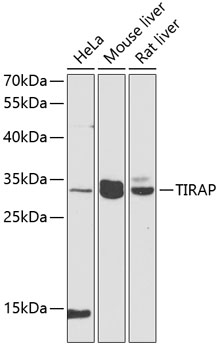 TIRAP Polyclonal Antibody