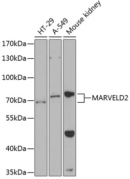 MARVELD2 Polyclonal Antibody