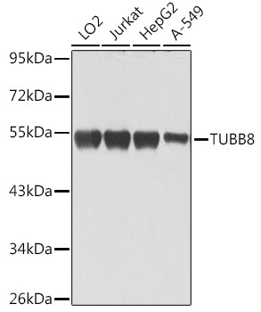 TUBB8 Polyclonal Antibody