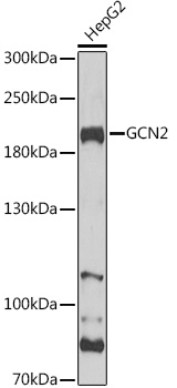 GCN2 Polyclonal Antibody