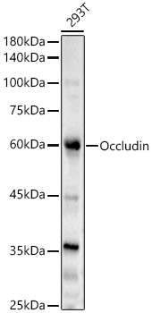 Occludin Polyclonal Antibody