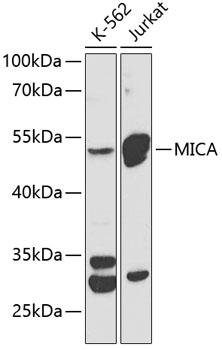 MICA Polyclonal Antibody