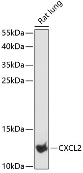 CXCL2 Polyclonal Antibody