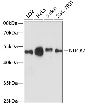 NUCB2 Polyclonal Antibody