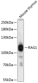 RAG1 Polyclonal Antibody