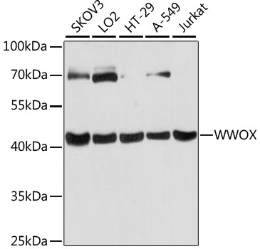 WWOX Polyclonal Antibody