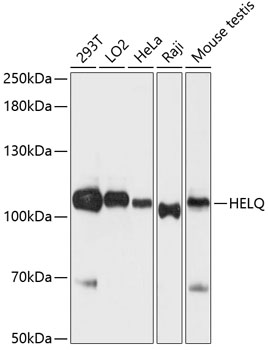 HEL308 Polyclonal Antibody