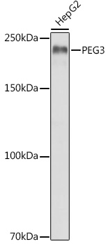PEG3 Polyclonal Antibody