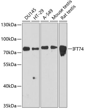 IFT74 Polyclonal Antibody