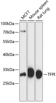 TFPI Polyclonal Antibody