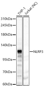NLRP3 Polyclonal Antibody