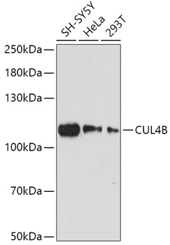 CUL4B Polyclonal Antibody