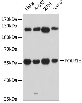 POLR1E Polyclonal Antibody