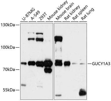 GUCY1A3 Polyclonal Antibody
