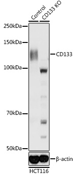 CD133 Polyclonal Antibody