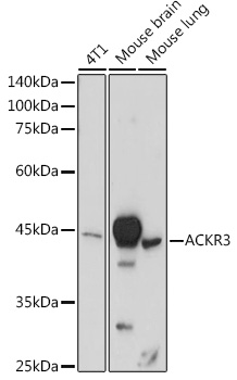 ACKR3 Polyclonal Antibody