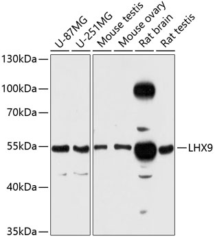 LHX9 Polyclonal Antibody