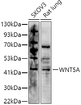 WNT5A Polyclonal Antibody
