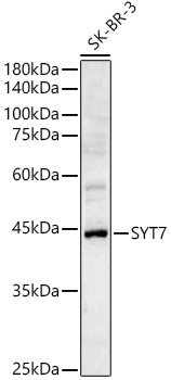 SYT7 Polyclonal Antibody