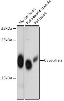 Caveolin-3 Polyclonal Antibody