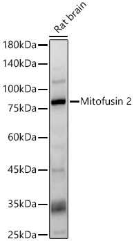 Mitofusin 2 Polyclonal Antibody