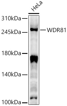 WDR81 Polyclonal Antibody