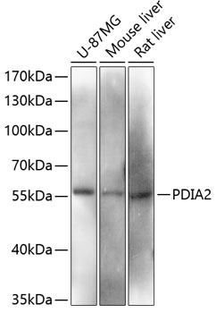 PDIA2 Polyclonal Antibody