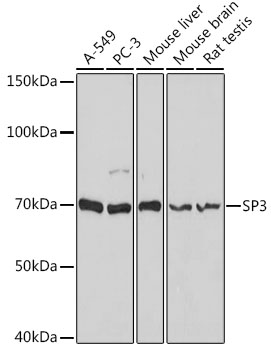 SP3 Polyclonal Antibody