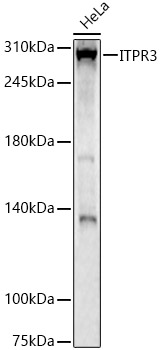 ITPR3 Polyclonal Antibody