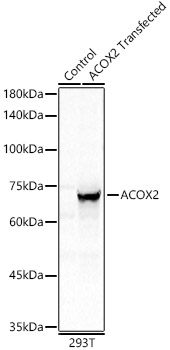 ACOX2 Polyclonal Antibody