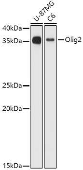 Olig2 Polyclonal Antibody