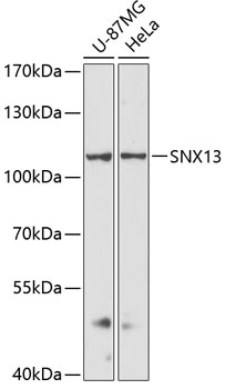 SNX13 Polyclonal Antibody