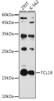 TCL1B Polyclonal Antibody
