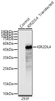 KIR2DL4 Polyclonal Antibody